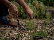 Load image into Gallery viewer, Dandelion Weeding Fork