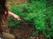 Load image into Gallery viewer, Japanese Weeding Hoe