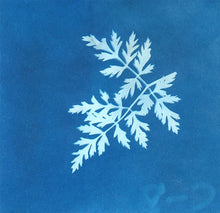 Load image into Gallery viewer, Sunprint Kit