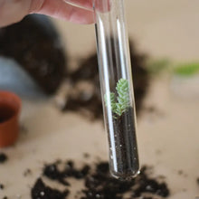 Load image into Gallery viewer, Monarchs Pencil Terrarium | Set of 5
