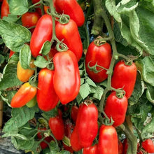 Load image into Gallery viewer, Tomato Heirloom Seeds | San Marzano
