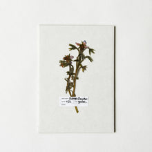 Load image into Gallery viewer, Specimen Labels
