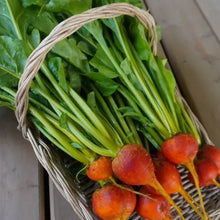 Load image into Gallery viewer, Beetroot Heirloom Seeds | Golden Boy
