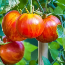 Load image into Gallery viewer, Tomato Heirloom Seeds | Tigerella
