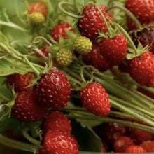 Load image into Gallery viewer, Strawberry Heirloom Seeds | Ali Baba
