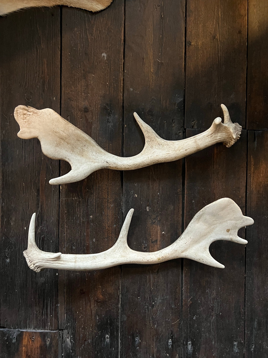 Deer Antlers | Naturally Shed
