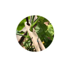 Load image into Gallery viewer, Plant Peg
