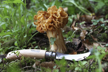 Load image into Gallery viewer, No.8 Mushroom Knife
