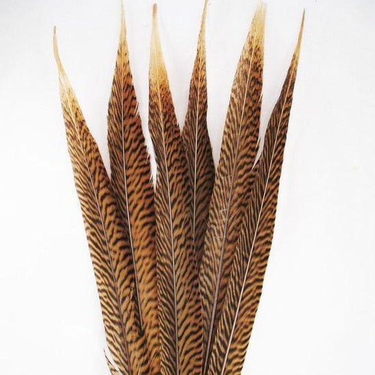 Golden Pheasant Tail