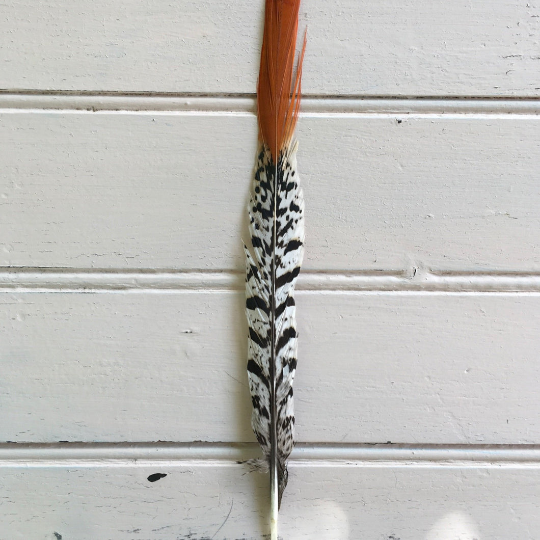 Orange Tip Amhurst Pheasant Feather
