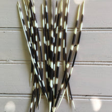 Load image into Gallery viewer, Porcupine Quills
