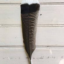 Load image into Gallery viewer, Wild Turkey Feather
