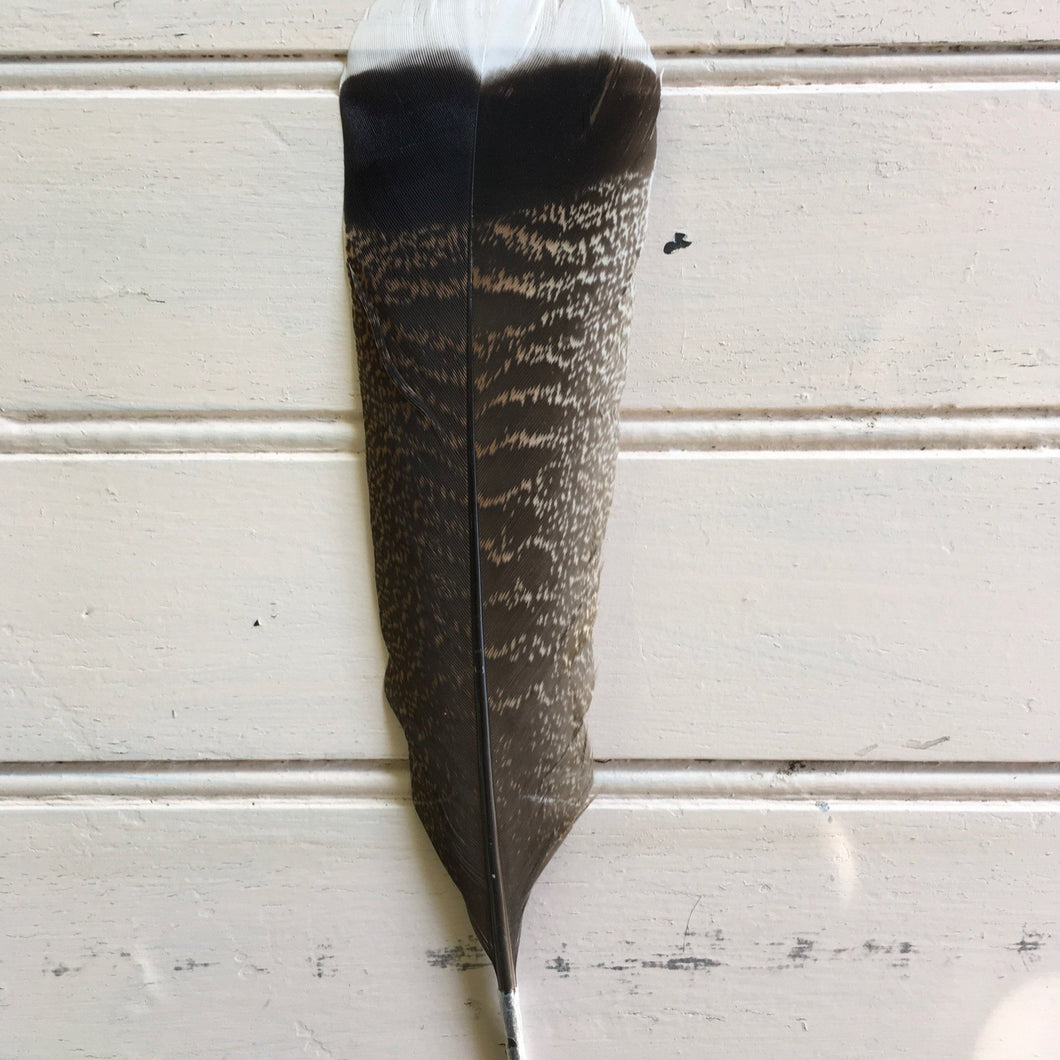 Wild Turkey Feather