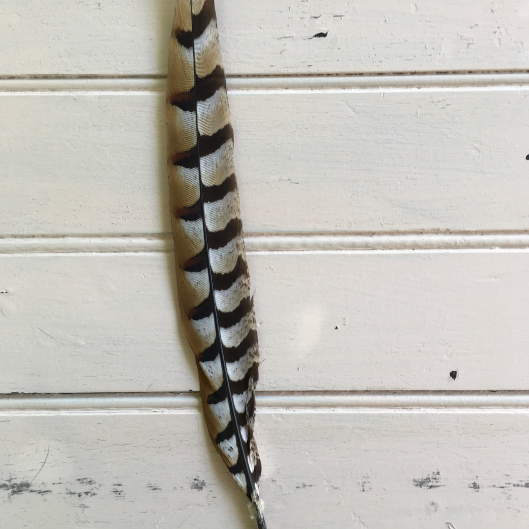 Reeves Pheasant Feather